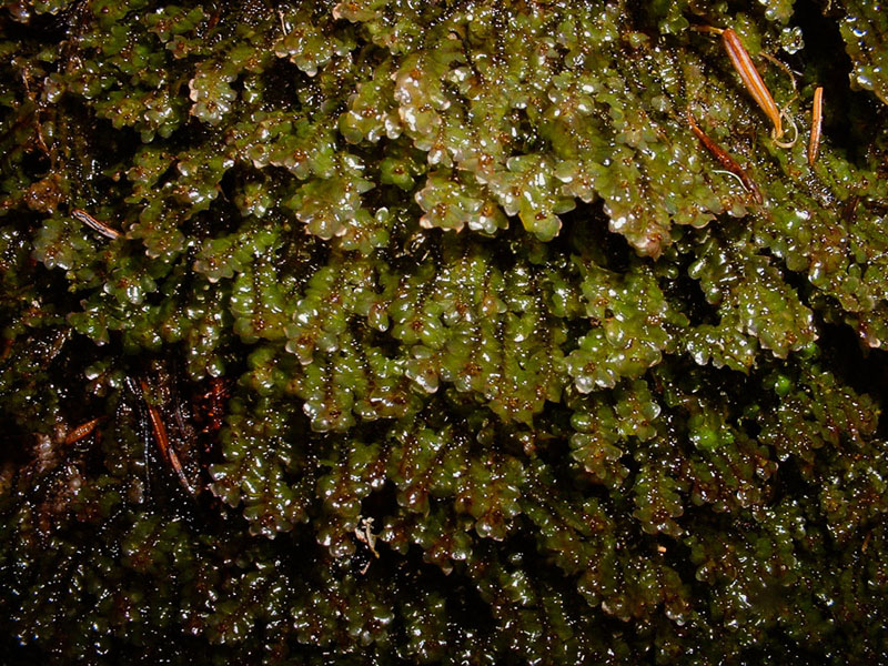 Scapania nemorea